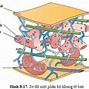 Cấu Trúc Màng Sinh Chất